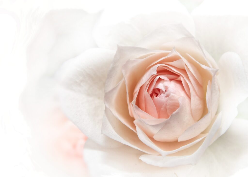 dankbetuiging ontwerp roos wit