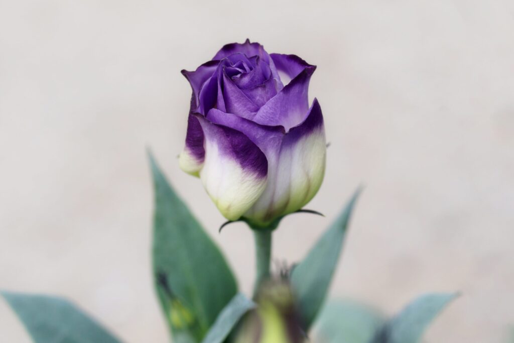dankbetuiging ontwerp roos paars